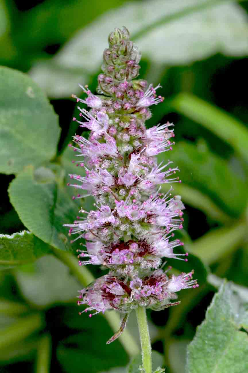 Mentha longifolia / Menta selvatica